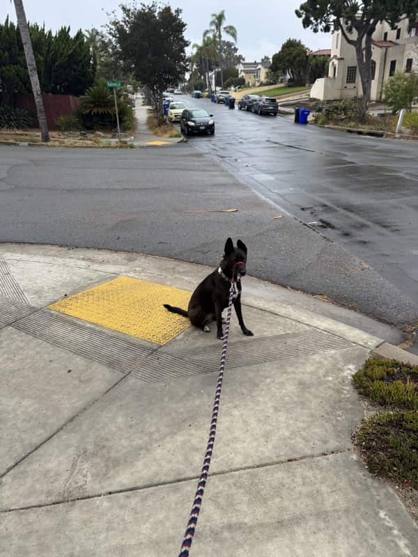 A picture of a black dog named Bowie sitting, taken on August 28 2025 at 6:41 am